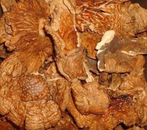 Buy magic mushroom online Australia, Buy mushroom for anxiety, Best psychedelics Mushroom for pain, Buy aminata muscaria online NSW, Victoria