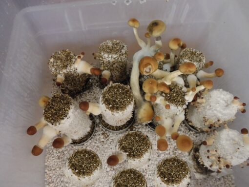 Buy mushroom grow kits Australia, Mushroom growing kits and incubator for sale, Buy grow kits online Sydney, Victoria, Adelaide, Queensland